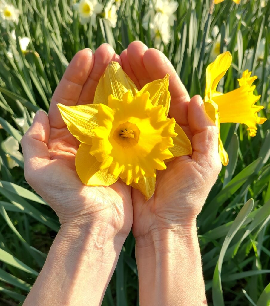 Hände mit Narzisse als Symbol für Integrative Energiearbeit