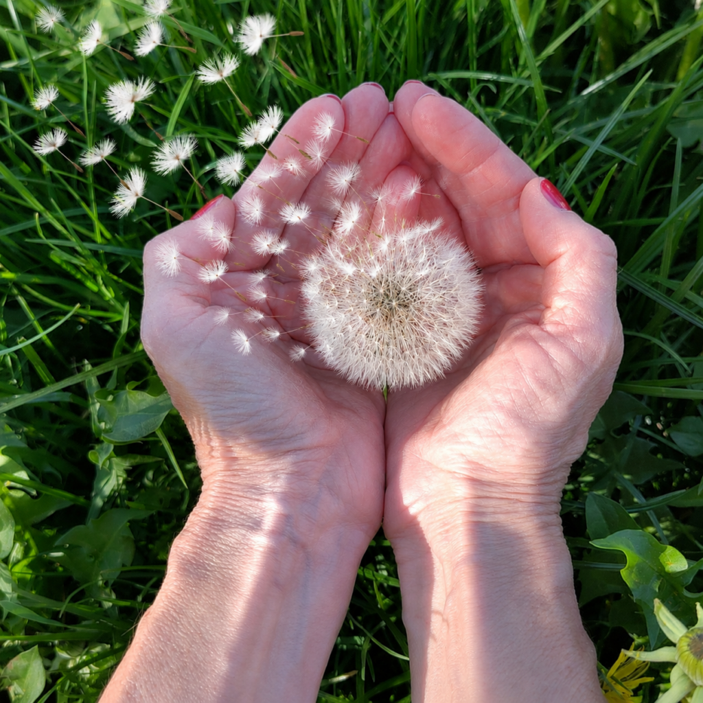 Pusteblume in Händen als Symbol für Fernenergie-Begleitung