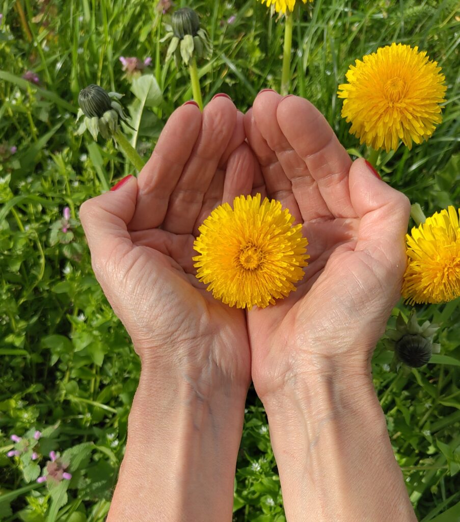 Löwenzahnblüte in Händen als Symbol für Begleitung von Kindern und Jugendlichen